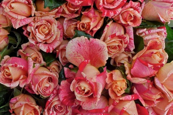 Notting Hill Farmers' Market by null