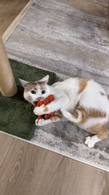 New England Dog Biscuit Company by null