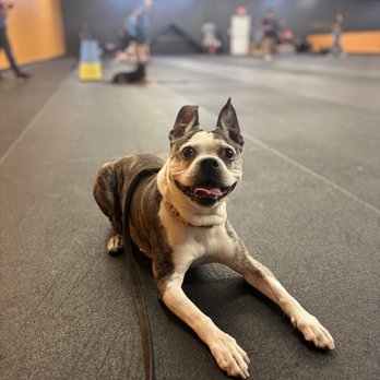 Positive Changes Dog Training - Stix first group class - Pet Training Near Me - Henderson, Nevada Positive Changes Dog Training - Stix first group class - Pet Training Near Me - Henderson, Nevada