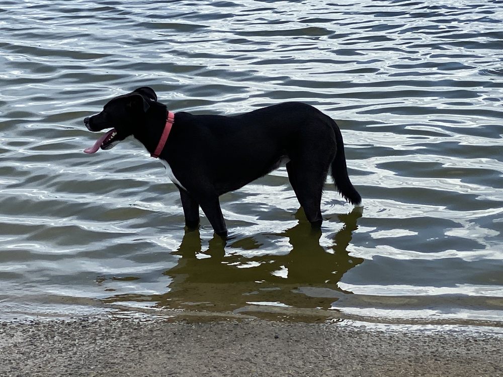 Upper Horsepen Creek Park Image