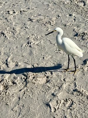 Delnor-Wiggins Pass State Park by null
