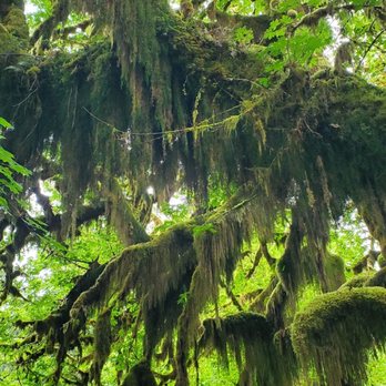 Hoh Rainforest - Hiking Near Me - Forks, Washington Hoh Rainforest - Hiking Near Me - Forks, Washington