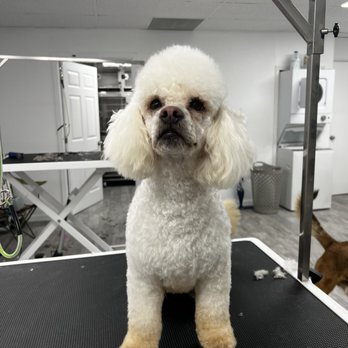Paws R Us - Chico freshly groomed - Pet Groomers Near Me - Fresno, California Paws R Us - Chico freshly groomed - Pet Groomers Near Me - Fresno, California