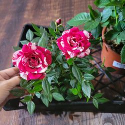 Houston Garden Centers