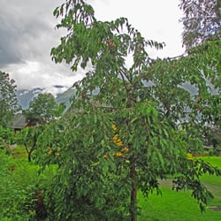 Hardanger Vandrerhjem