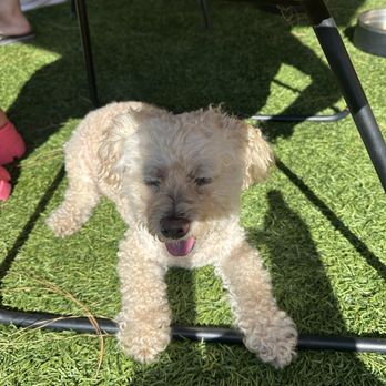DOG PPL - Chilling at the park - Dog Parks Near Me - Santa Monica, California DOG PPL - Chilling at the park - Dog Parks Near Me - Santa Monica, California