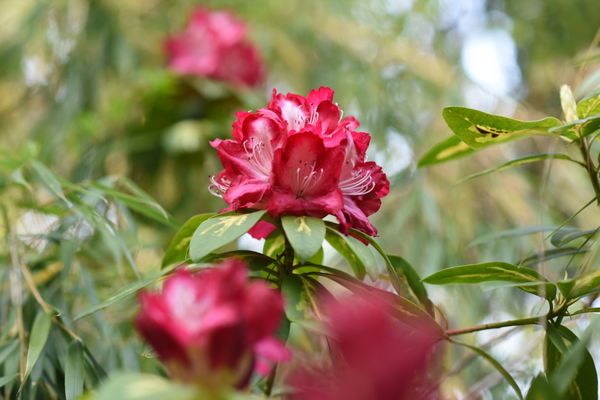 Kubota Garden by null