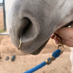 Sunrise Farms - More nasal congestion from the rhinovirus