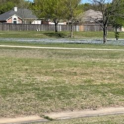 Chapel Park - Long view of the park showing the bluebonnets growing. They are all over Texas