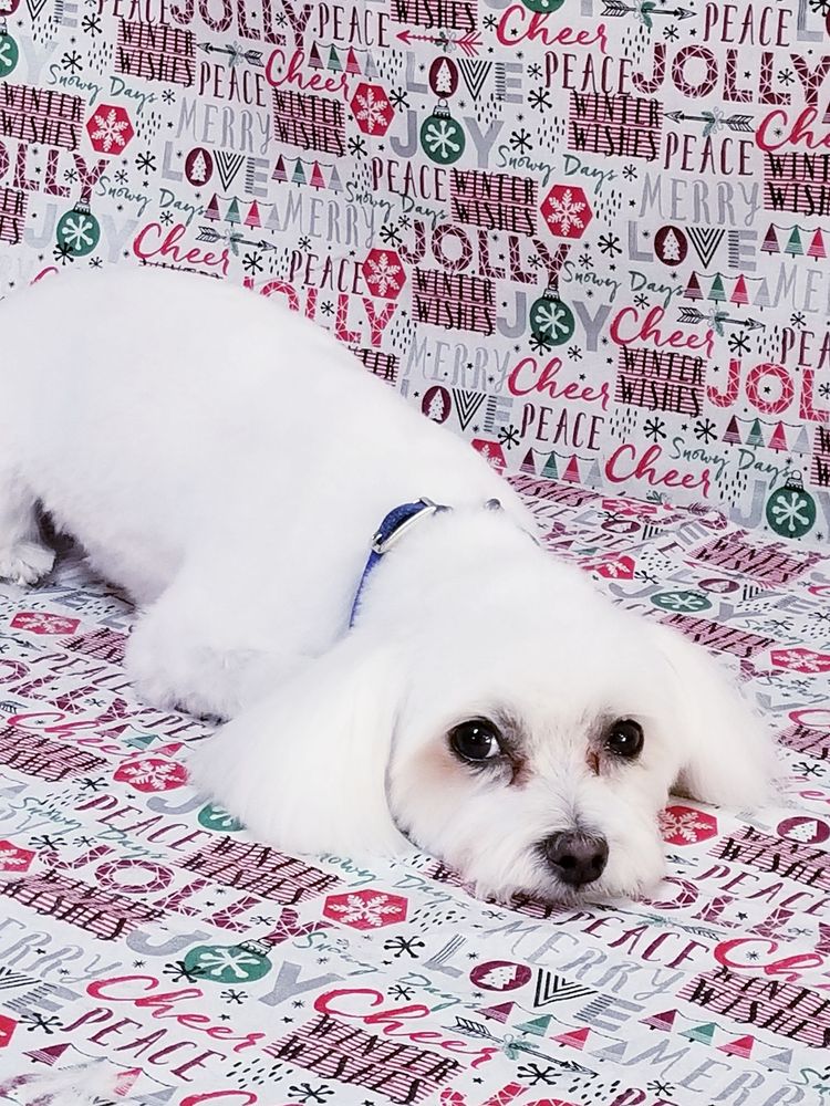 OHANA PAW SPA Updated August 2024 42 Photos Roseburg, Oregon Pet Groomers Phone Number