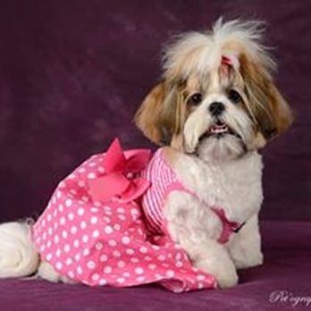Tails A Waggin - This is our baby Lyric she has been going to Tails A Waggin since she was 4 mos old. - Pet Groomers Near Me - Henderson, Nevada Tails A Waggin - This is our baby Lyric she has been going to Tails A Waggin since she was 4 mos old. - Pet Groomers Near Me - Henderson, Nevada