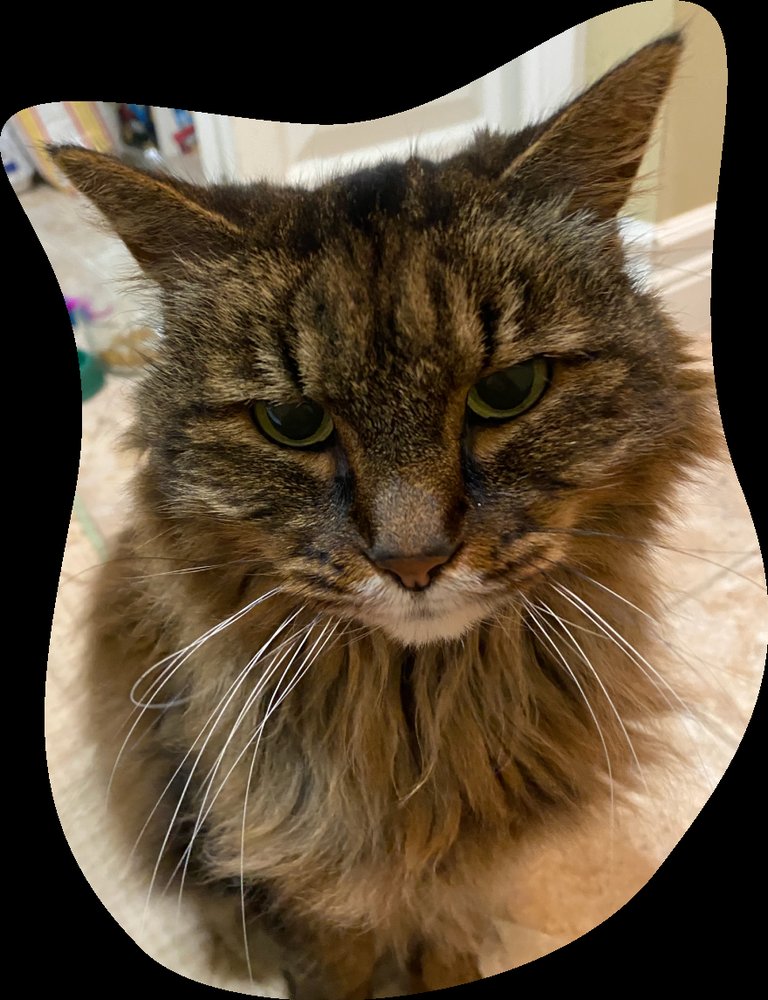 WAGS AND PURRS 11 Photos Everett, Washington Veterinarians