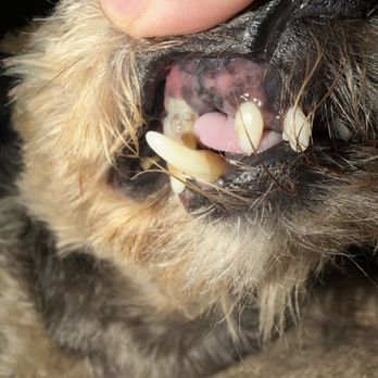 1. Southington Veterinary Associates