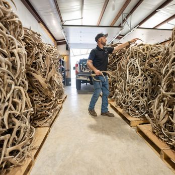 The Antler Store - Welcome to The Antler Store warehouse! We carry over 8 different species of antler. - Hobby Shops Near Me - Kerrville, Texas The Antler Store - Welcome to The Antler Store warehouse! We carry over 8 different species of antler. - Hobby Shops Near Me - Kerrville, Texas
