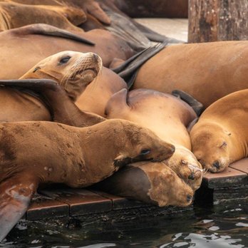 Lost Isle Adventures - Piling up - Boat Tours Near Me - Morro Bay, California