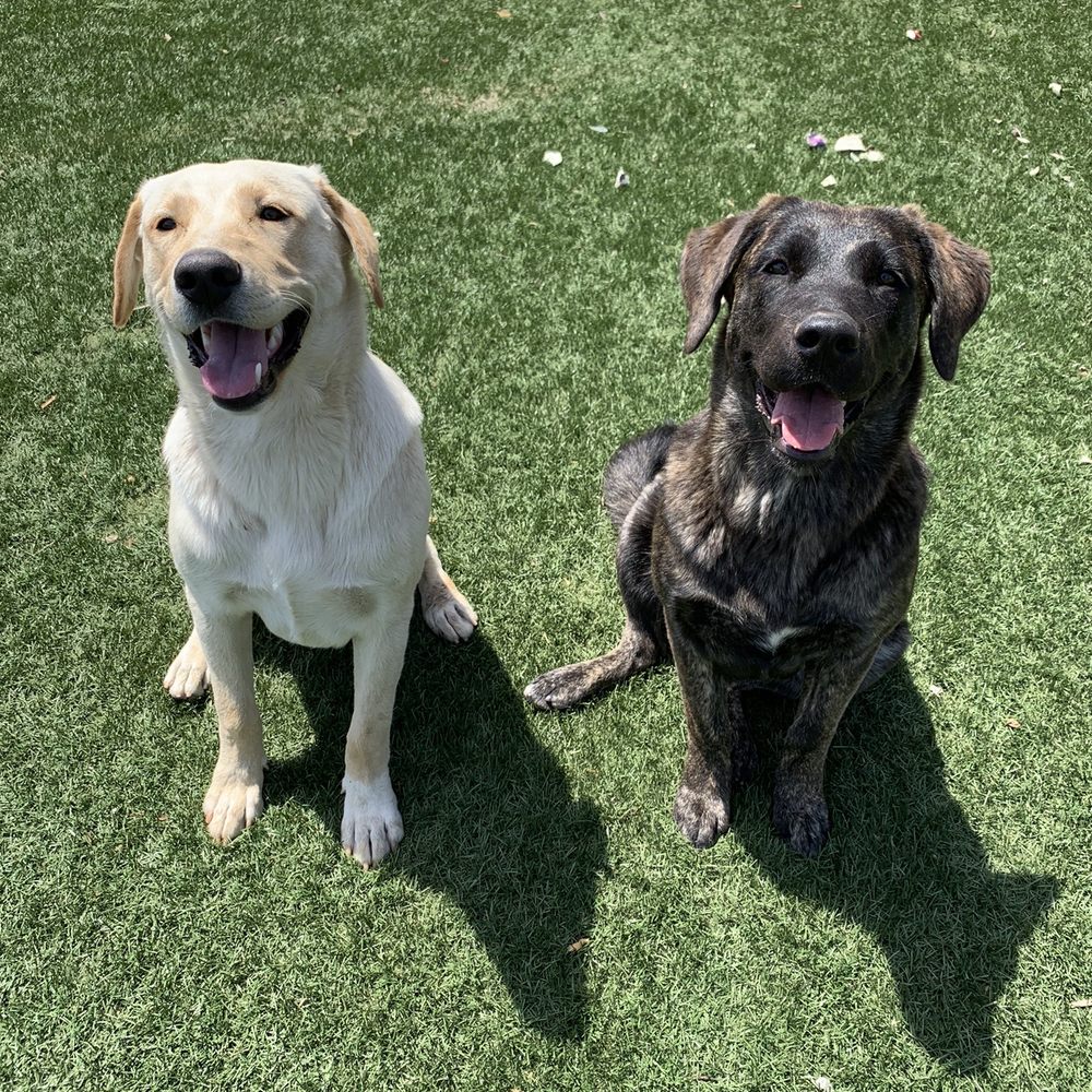 Divinity Dog Training and Boarding - Pet Training Near Me Divinity Dog Training and Boarding - Pet Training Near Me