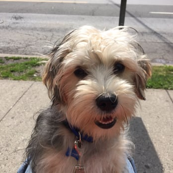 NY Breeder - JETHRO says: thank you NY Breeders! - Pet Training Near Me - White Plains, New York NY Breeder - JETHRO says: thank you NY Breeders! - Pet Training Near Me - White Plains, New York