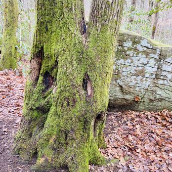 Jones Gap State Park - Parks Near Me - Marietta, South Carolina