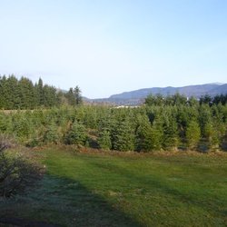 Mountain View Tree Farm