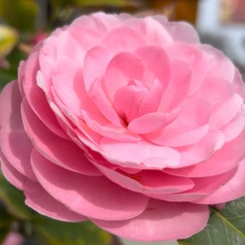 Central Coffee Co - Seating outside, inside, and across the street on steel benches near this beautiful Camellia plant. - Coffee & Tea Near Me - Tracy, California