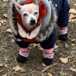 Stamford Dog Park in Courtland Park - Winter gear for a cold day at the dog park