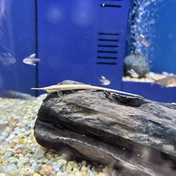 Aquastudios Aquariums