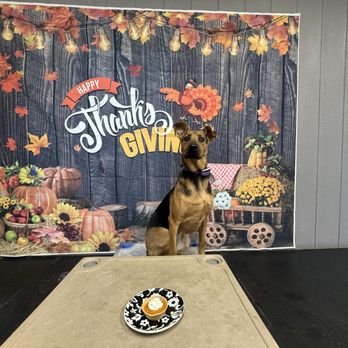 Sit Means Sit Cibolo - Thanksgiving photo op! - Pet Training Near Me - Marion, Texas