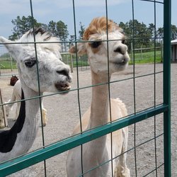 Alpacas from Eighth & Mud - Smiley buddies