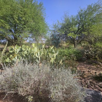 Desert Botanical Garden - A beautiful and tranquil garden. - Botanical Gardens Near Me - Phoenix, Arizona