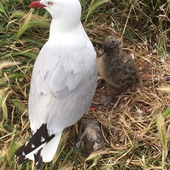 Royal Albatross Centre - Active Life Near Me - Dunedin, OTA Royal Albatross Centre - Active Life Near Me - Dunedin, OTA