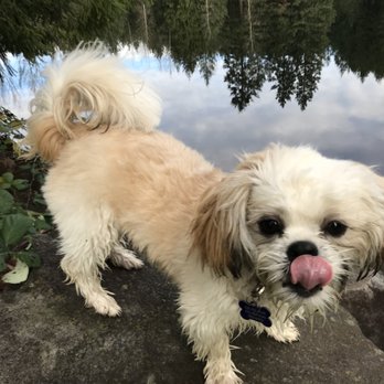 One Good Dog - Training Shih Tzu at a lakefront park - Pet Training Near Me One Good Dog - Training Shih Tzu at a lakefront park - Pet Training Near Me