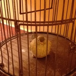 Grand Hotel Stamary - Chubby bird