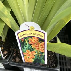 Southern States Carrboro Service - BlackBerry Lily