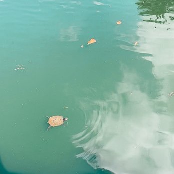Echo Park Lake - Turtles - Parks Near Me - Los Angeles, California