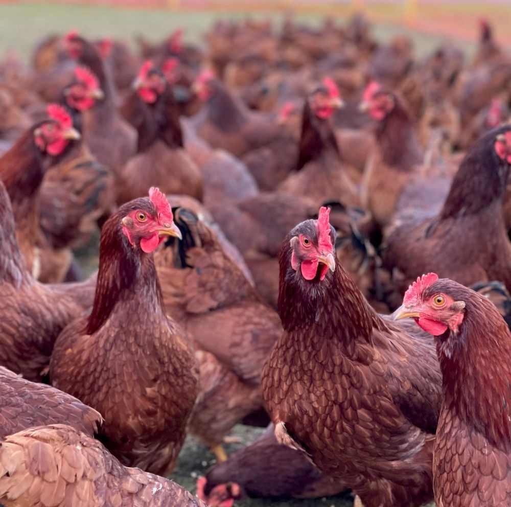 CHICKEN & EGG FARM FRESH EGGS Updated September 2024 23 Photos 33