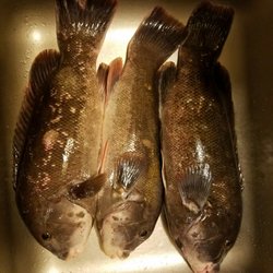 Bogan's Kevin Bait & Tackle - 3 haul day