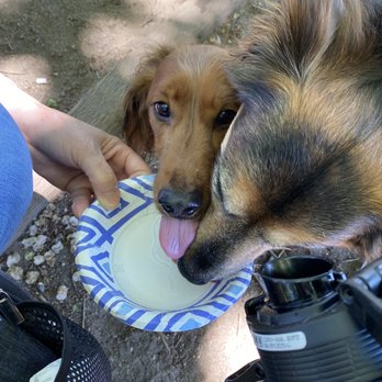 Hellyer Park Dog Enclosure - My fur babies sharing a cup of water from my thermos. There are plenty of water pails, but it didn't look clean for my dogs. - Dog Parks Near Me - San Jose, California Hellyer Park Dog Enclosure - My fur babies sharing a cup of water from my thermos. There are plenty of water pails, but it didn't look clean for my dogs. - Dog Parks Near Me - San Jose, California