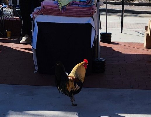 Ybor City Saturday Market by null