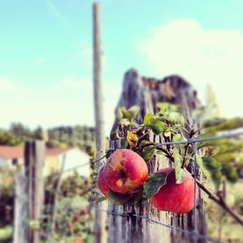Wild Flour Bread - Apples growing in the Wildflour garden. A walk through the garden is a must! - Bakeries Near Me - Freestone, California