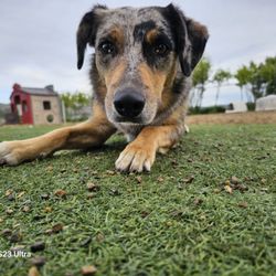 Bijou's Pet Resort