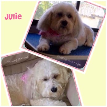 Angels Touch Mobile Grooming - Pet Groomers Near Me - Venice, Florida Angels Touch Mobile Grooming - Pet Groomers Near Me - Venice, Florida