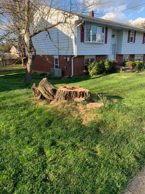 WOODPECKER TREE SERVICE - Updated January 2025 - 77 Photos - 5829