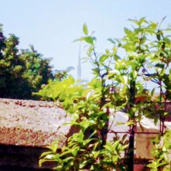 Babila Hostel