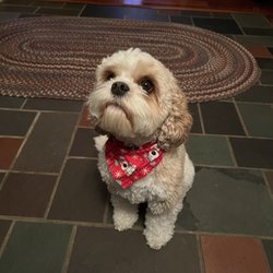 Dog's Retreat - After his bath.