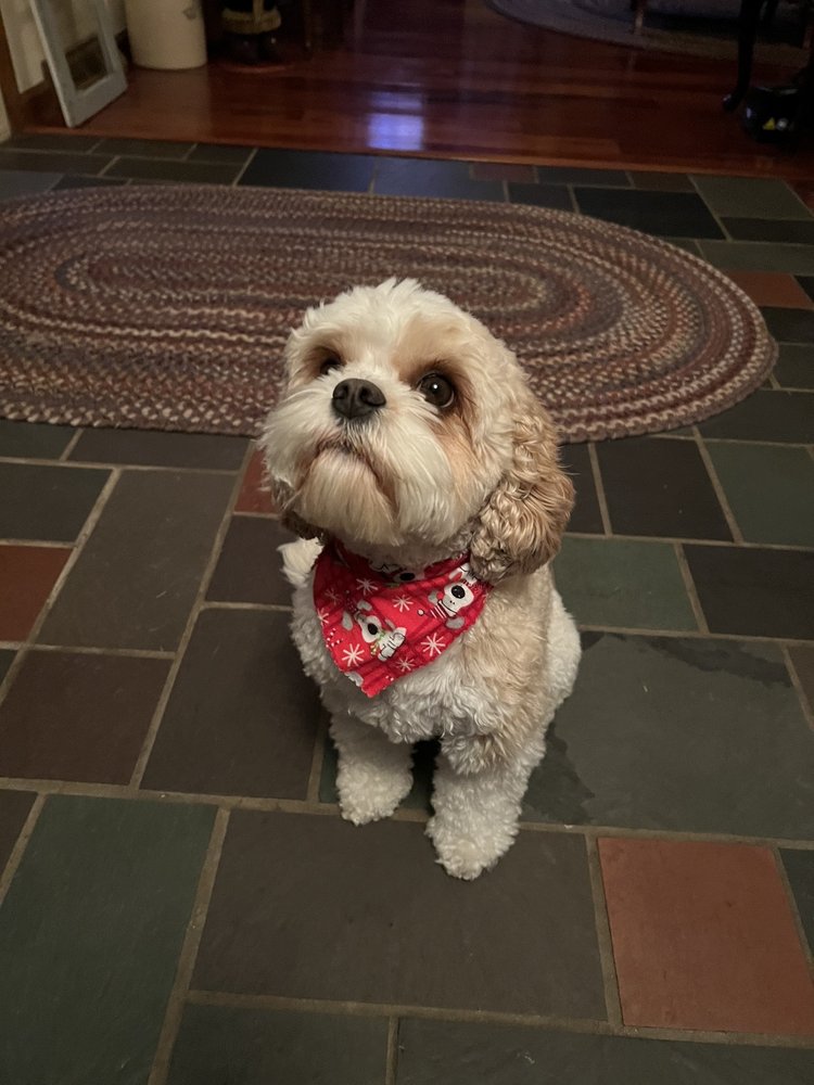 Dog's Retreat - pet boarding facility in Latham, NY