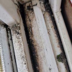 Creative Workspace - Mold and moss in the window track when I moved in! Unacceptable