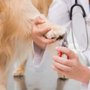 Photo of Wachal Pet Health Center
