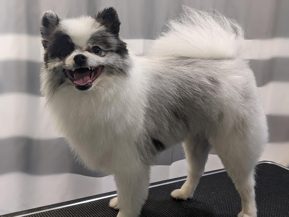 KANSAS CITY GROOMING ACADEMY Updated August 2024 12902 W 87th St