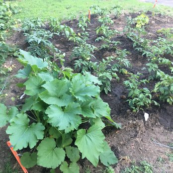 Dream House Services - Before: Garden, without border, also needed help expanding garden slightly - General Contractors Near Me - Randolph, Massachusetts