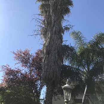 Affordable Tree - Before - Tree Services Near Me - Tracy, California Affordable Tree - Before - Tree Services Near Me - Tracy, California